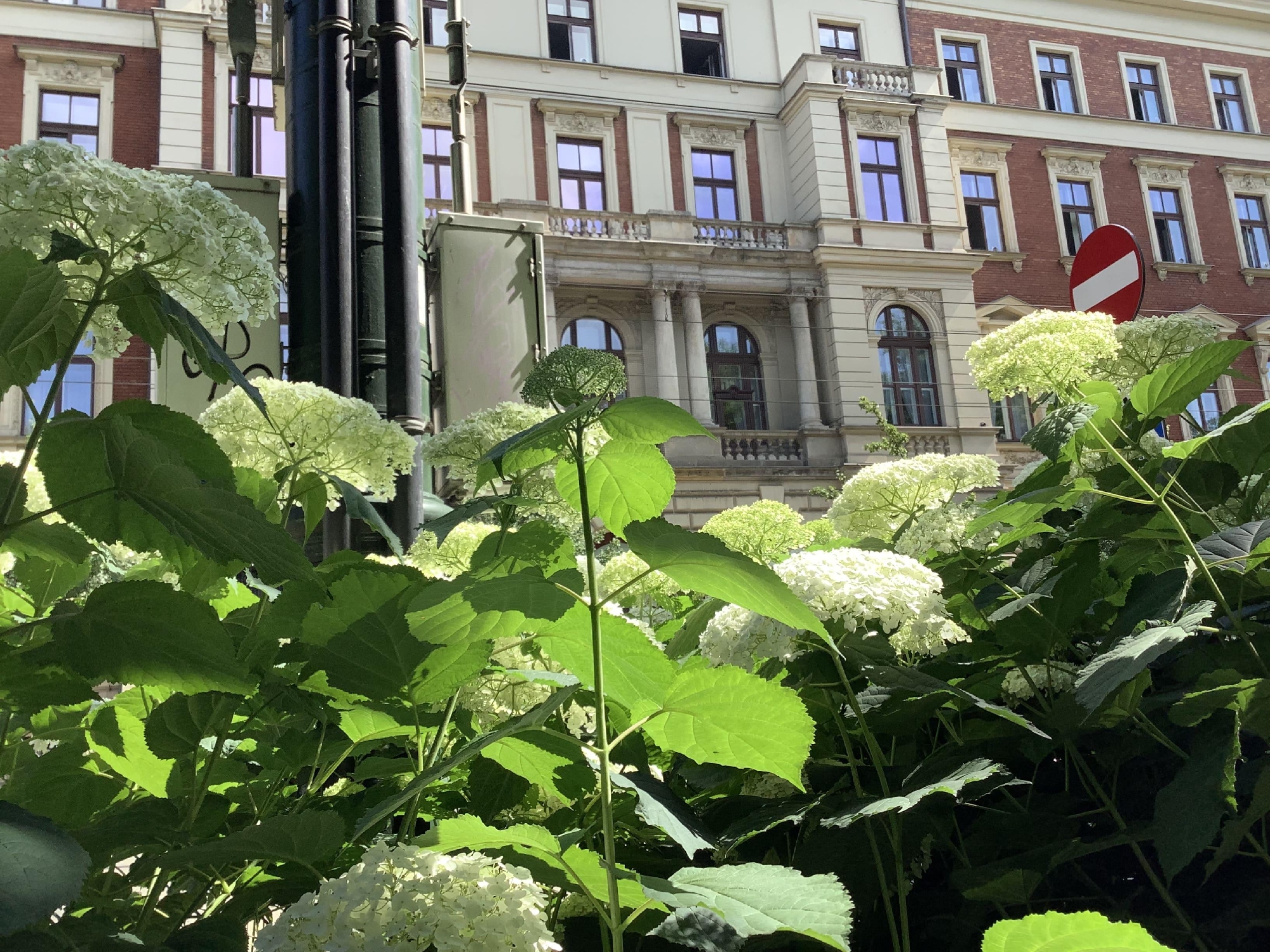 Mr, CORONA エピソード16を終えて