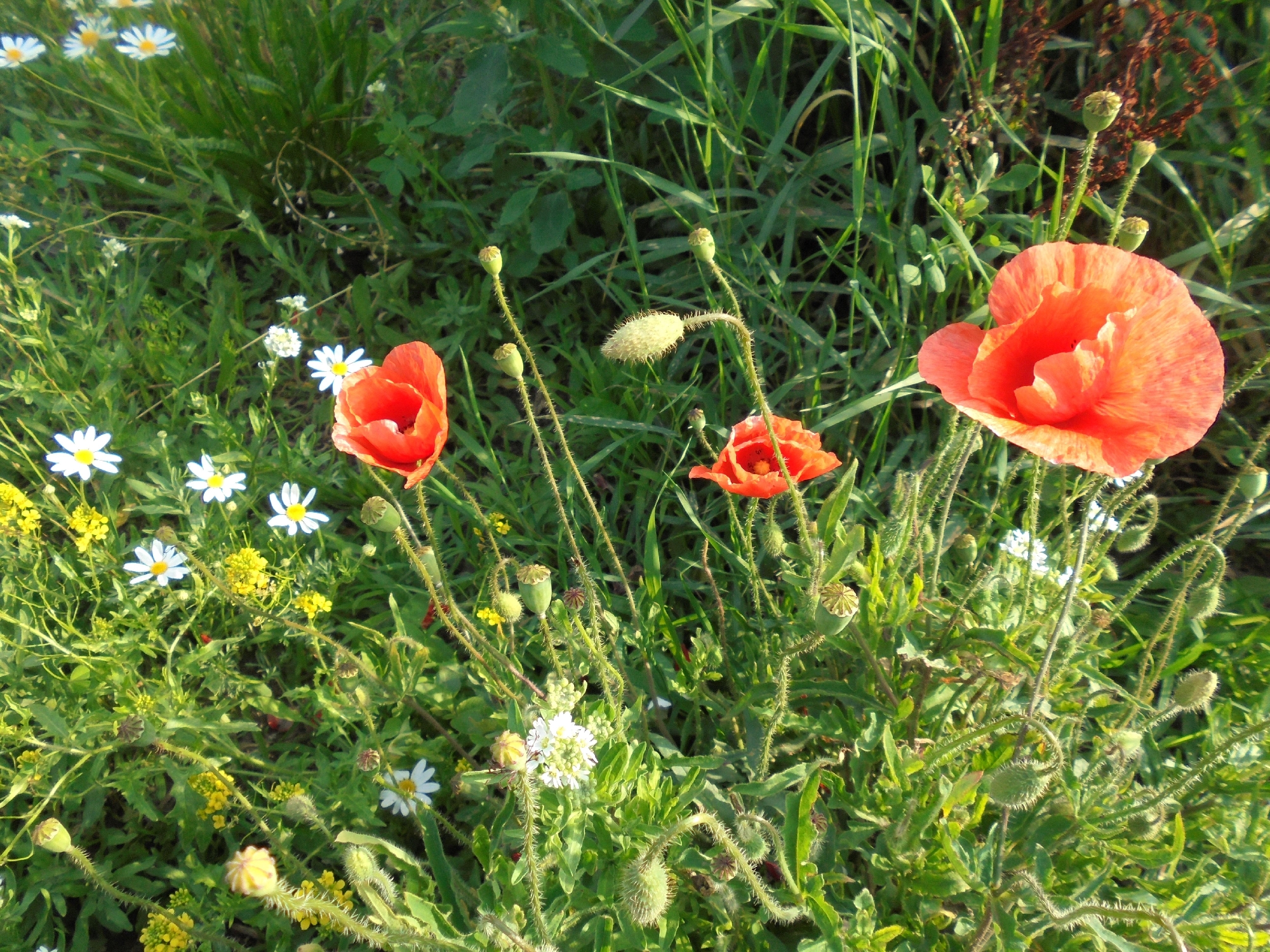 2025年6月29日のプロジェクトの直接申し込み