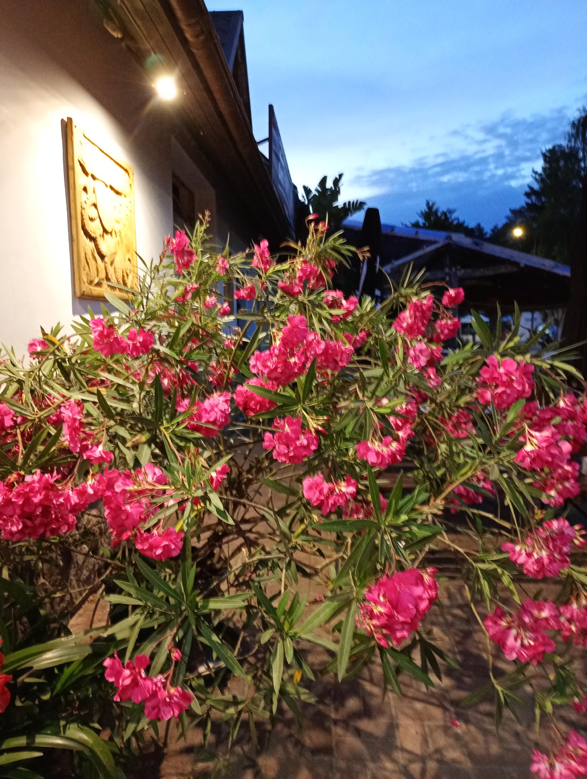 2025年7月10日のプロジェクトの直接申し込み