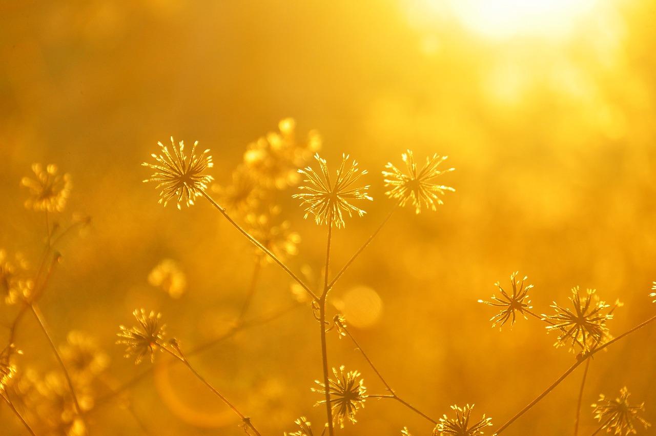 生かされているという事